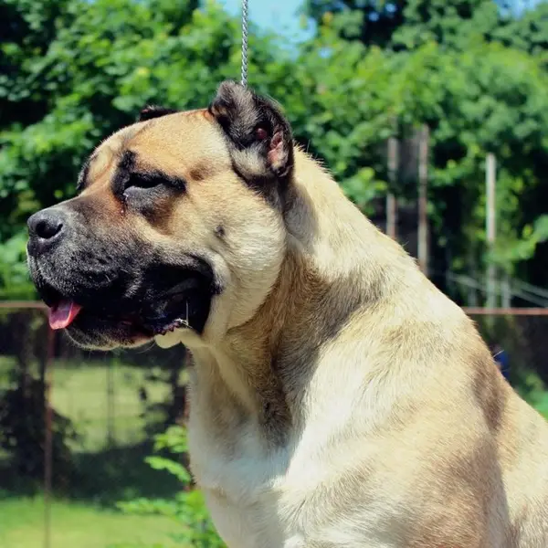 Vand cane corso italiano