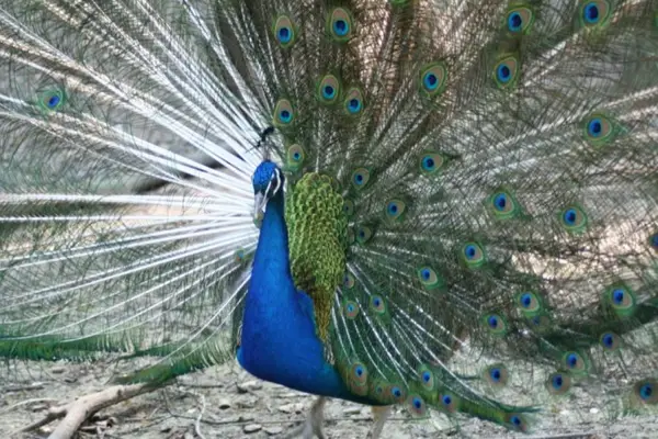 Ziua Internationala a Gradinilor Zoologice si a Parcurilor