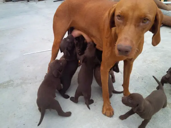 Spre adoptie metisi de vizsla cu labrador