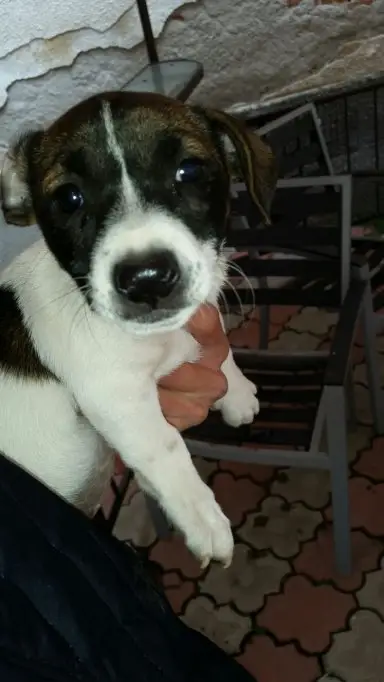 Ofer spre adoptie 2 cateluse