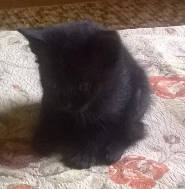 Ajutor! Pierdut pisicuta neagra