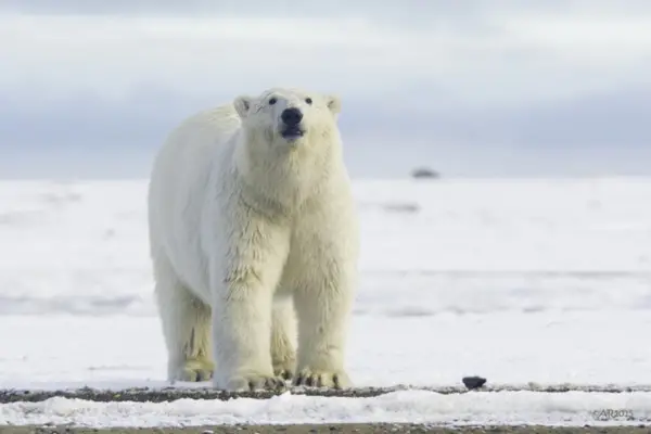 Ziua Internationala a Ursului Polar