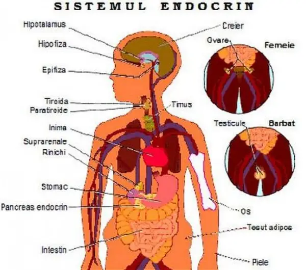 Doctor endocrinolog in Timisoara