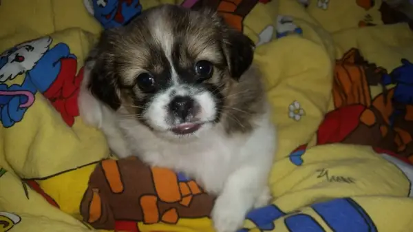 Catelusa shih-tzu