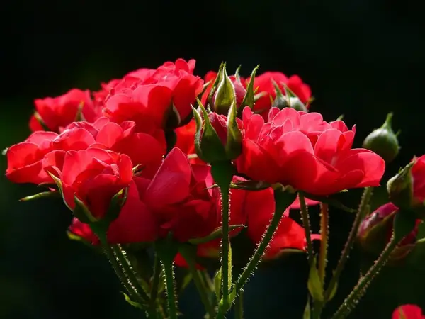 Trandafirii rosii