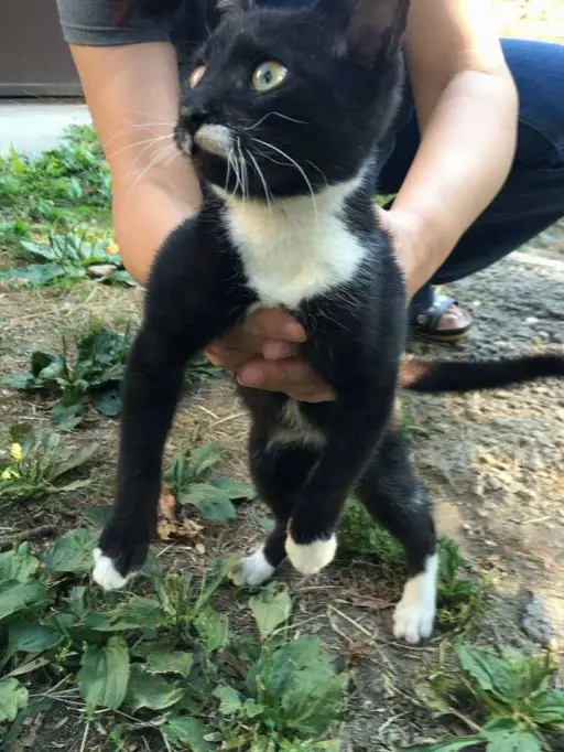 Adoptie gratuita pisicuta