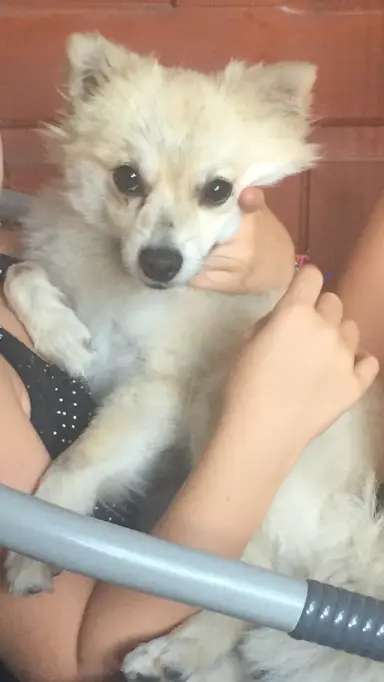 Pierdut/furat Pomeranian