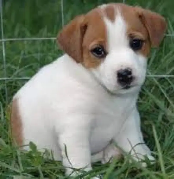 Gratuite Pui Jack Russel