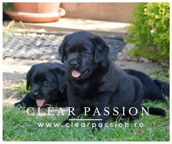 Doua cateluse labrador retriever negre de vanzare