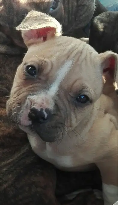 Cateluse amstaff