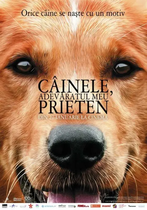 Cainele, adevaratul meu prieten