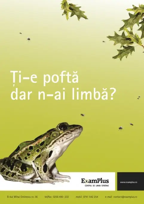 Cursuri de limbi straine la Examplus Timisoara