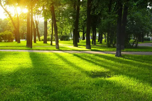 Parcul Cornet