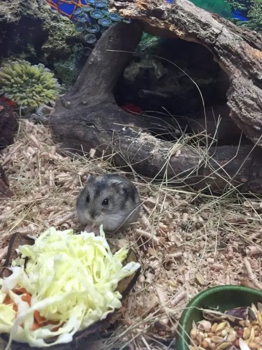Hamsteri pitici Siberieni