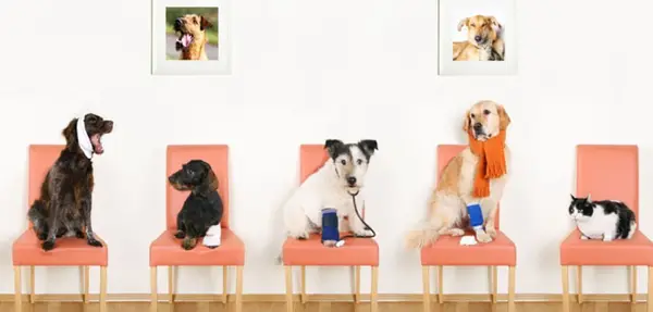 Angajam femeie de serviciu pentru clinica veterinara, Timisoara