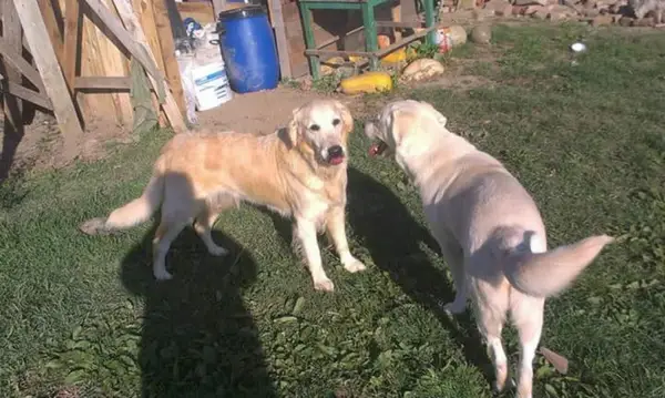 Donez femela golden retriver