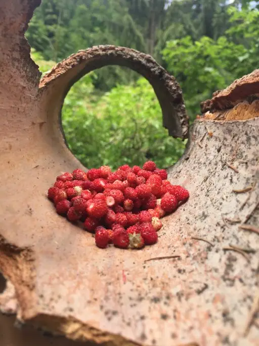 Știi cum se consumă corect fructele?