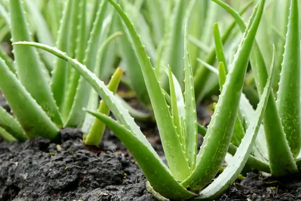 Beneficiile produselor care conţin aloe vera