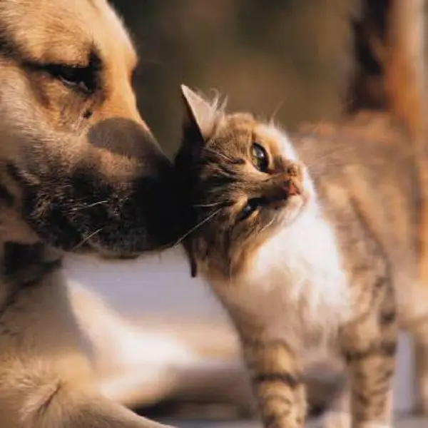 Cabinetul veterinar Bon Vet