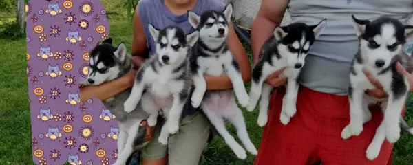 Fetite husky