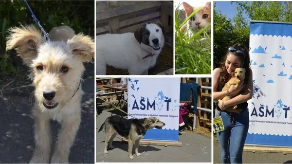 Targ de adoptii canine la Timisoara