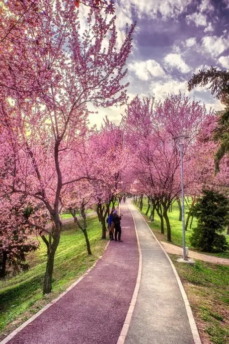 Festivalul National de Romante Roze pe Bega