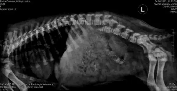 Cabinetul veterinar Veterinaria
