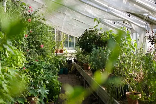 Protejarea plantelor din gradină împotriva dăunătorilor și factorilor climatici