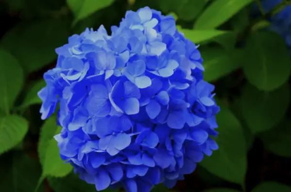 Hortensia - origine, tipuri și semnificații