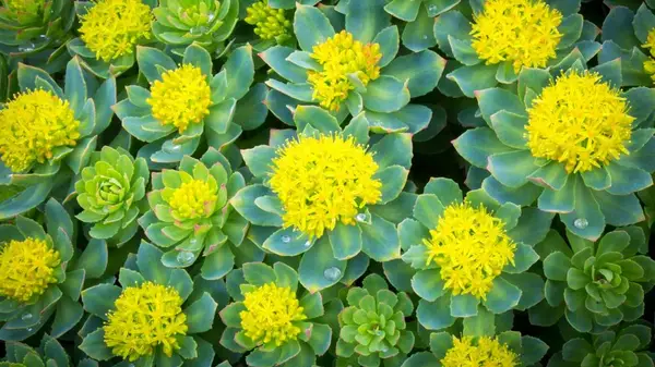 7 Beneficii de sănătate susținute de știință ale Rhodiola rosea