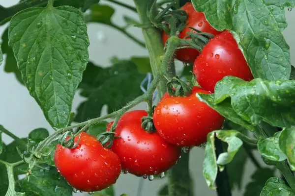 Pregatirea solului pentru rosii: 4 sfaturi practice