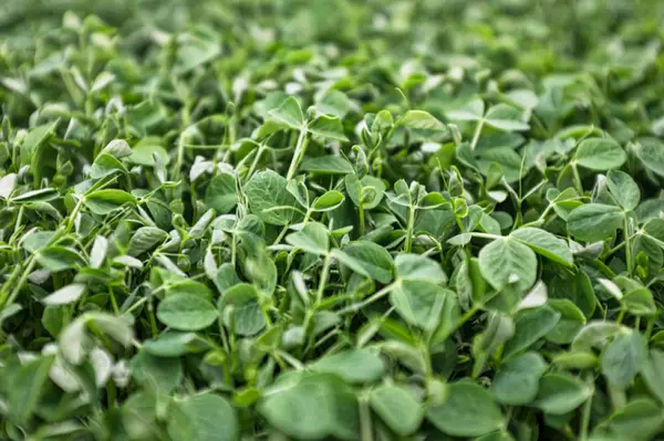 Ce este și unde folosești îngrășământul Foliplant