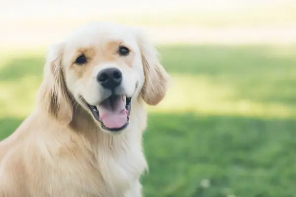 Cum amenajezi spaţiul daca ai o cuşcă pentru animale în curte