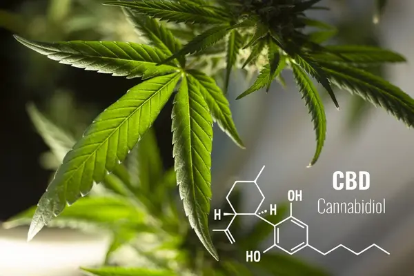 CBD - benefic în lupta cu Covid-19? ”S-a dovedit a fi remarcabil de eficient”