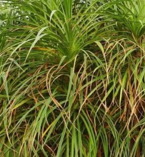 Descoperirea zacamintelor de diamante cu ajutorul plantelor