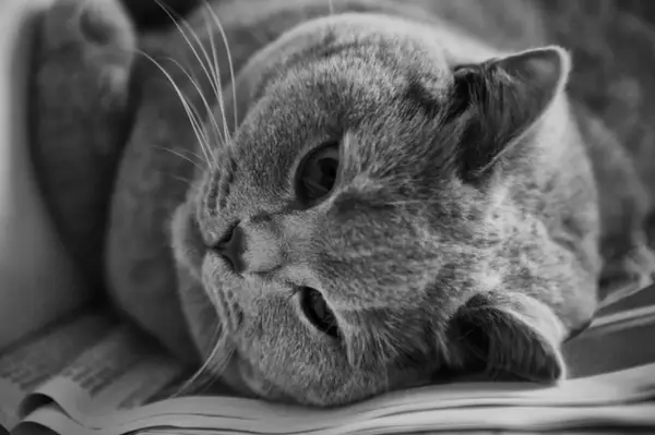 Despre rasa de pisici British Shorthair