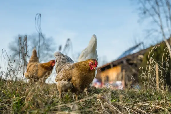 9 avantaje ale alimentatiei sanatoase a pasarilor din curtea ta