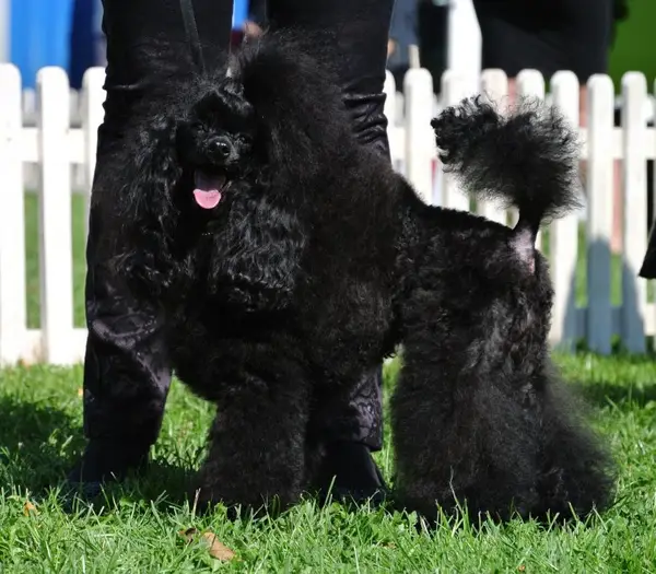 Expozitie canina la Timisoara