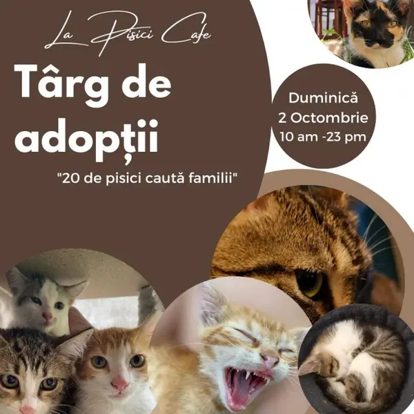 Targ de adoptii pisici
