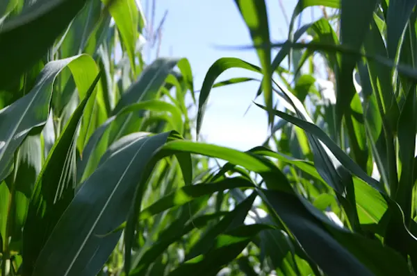 5 beneficii ale fertilizării foliare