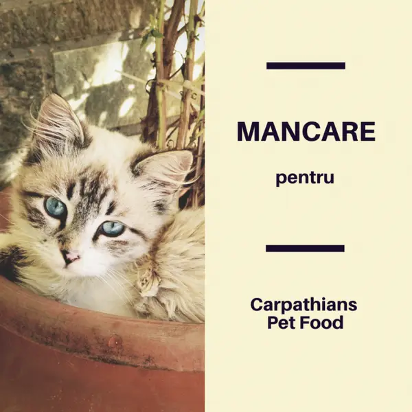 Cauți cea mai bună mâncare pentru pisici junior?