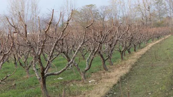 Ce produse trebuie să folosești pentru stropirea corectă a pomilor în perioada de repaus vegetativ