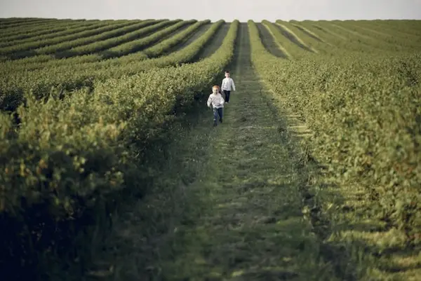 Erbicide eficiente pentru combaterea buruienilor în culturile agricole