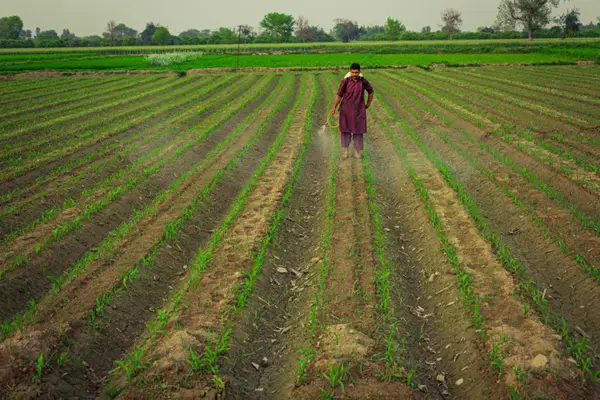 Tratamentele cu erbicide si utilizarea lor eficienta in agricultura pentru protectia culturilor