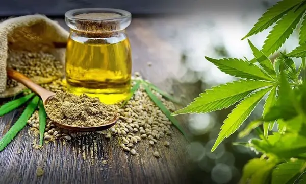 7 beneficii esențiale ale uleiului CBD descoperite de cercetători