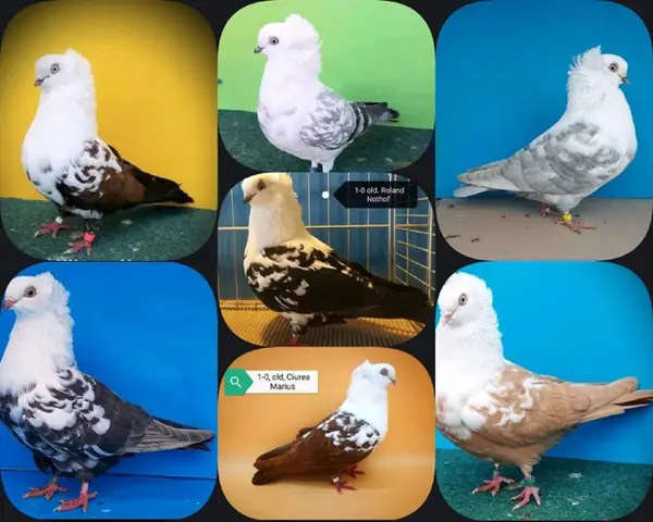 Expozitie Porumbei Pestriti