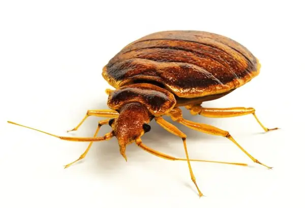 Dezinsectia plosnitelor de pat