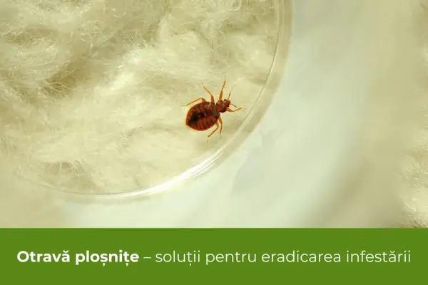 Otravă ploșnițe, soluții pentru eradicarea infestării