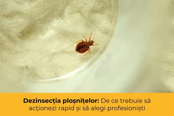 Dezinsecția ploșnițelor: de ce trebuie să acționezi rapid și să alegi profesioniști