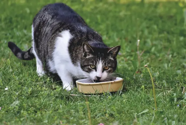 Ghidul complet pentru o alimentație echilibrată la animalele de companie